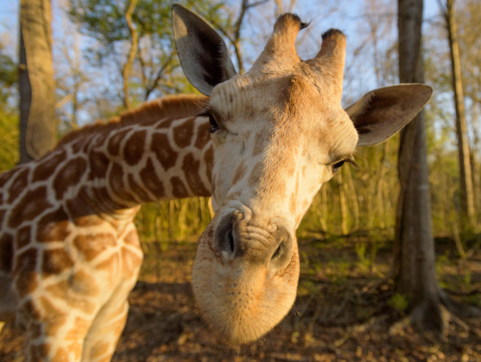 no.babygiraffe.030318.005
